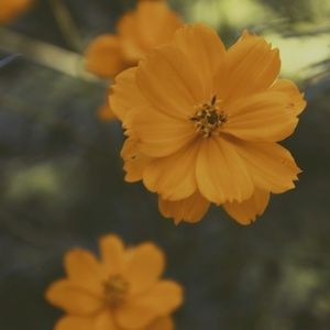 Meet your Posher, Maddie